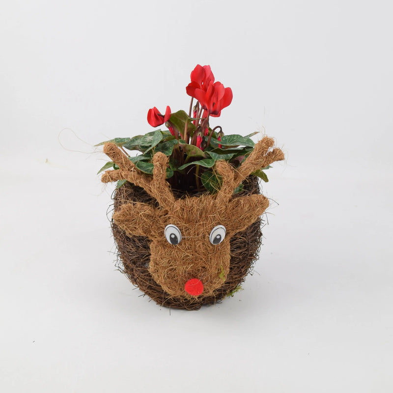 Reindeer Face Christmas Planter With Red Cyclamen