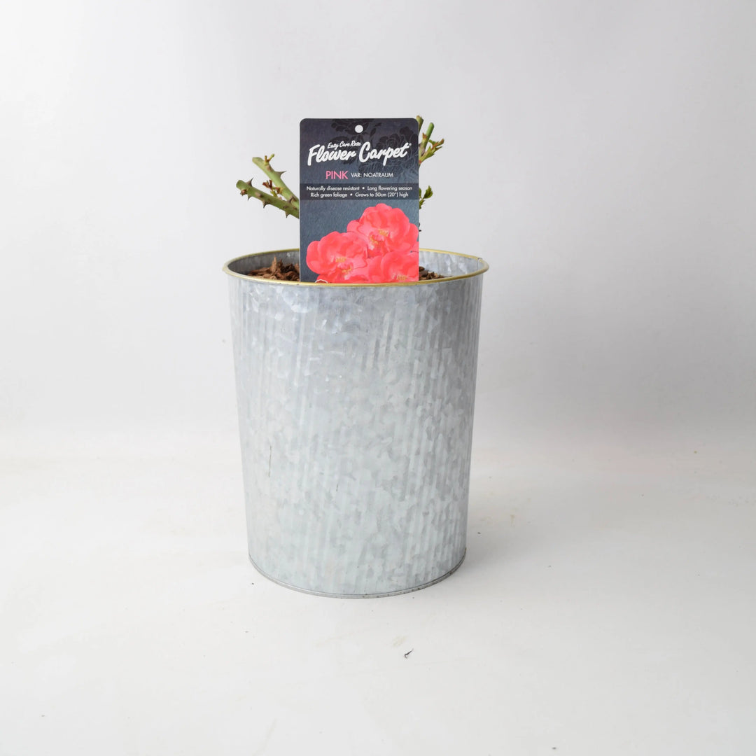 Rose Flower Carpet Pink 4L