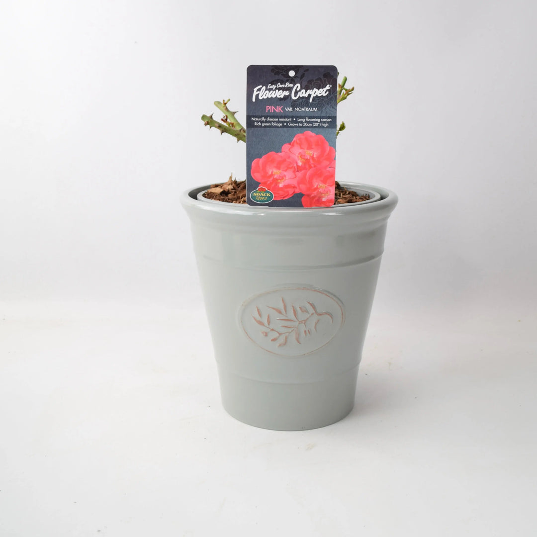 Rose Flower Carpet Pink 4L