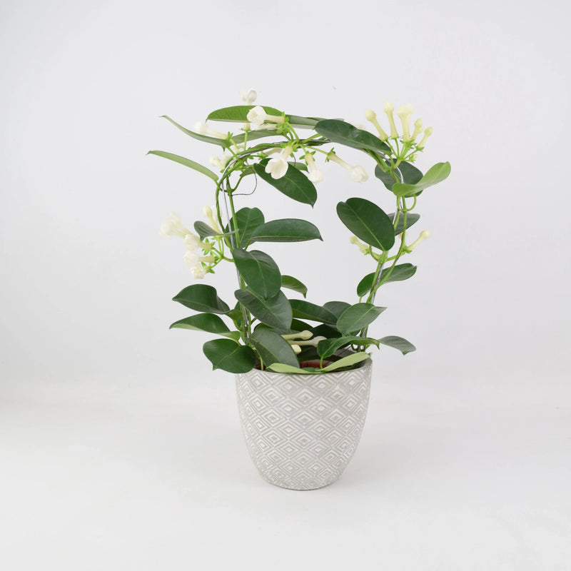 Stephanotis Floribunda Jasmine Hoop 12cm