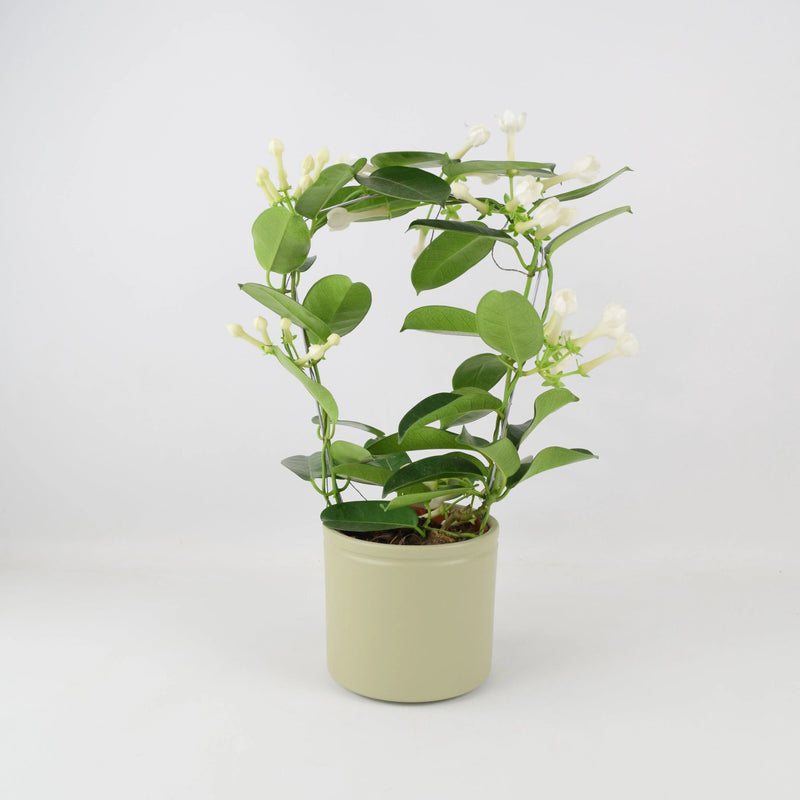 Stephanotis Floribunda Jasmine Hoop 12cm