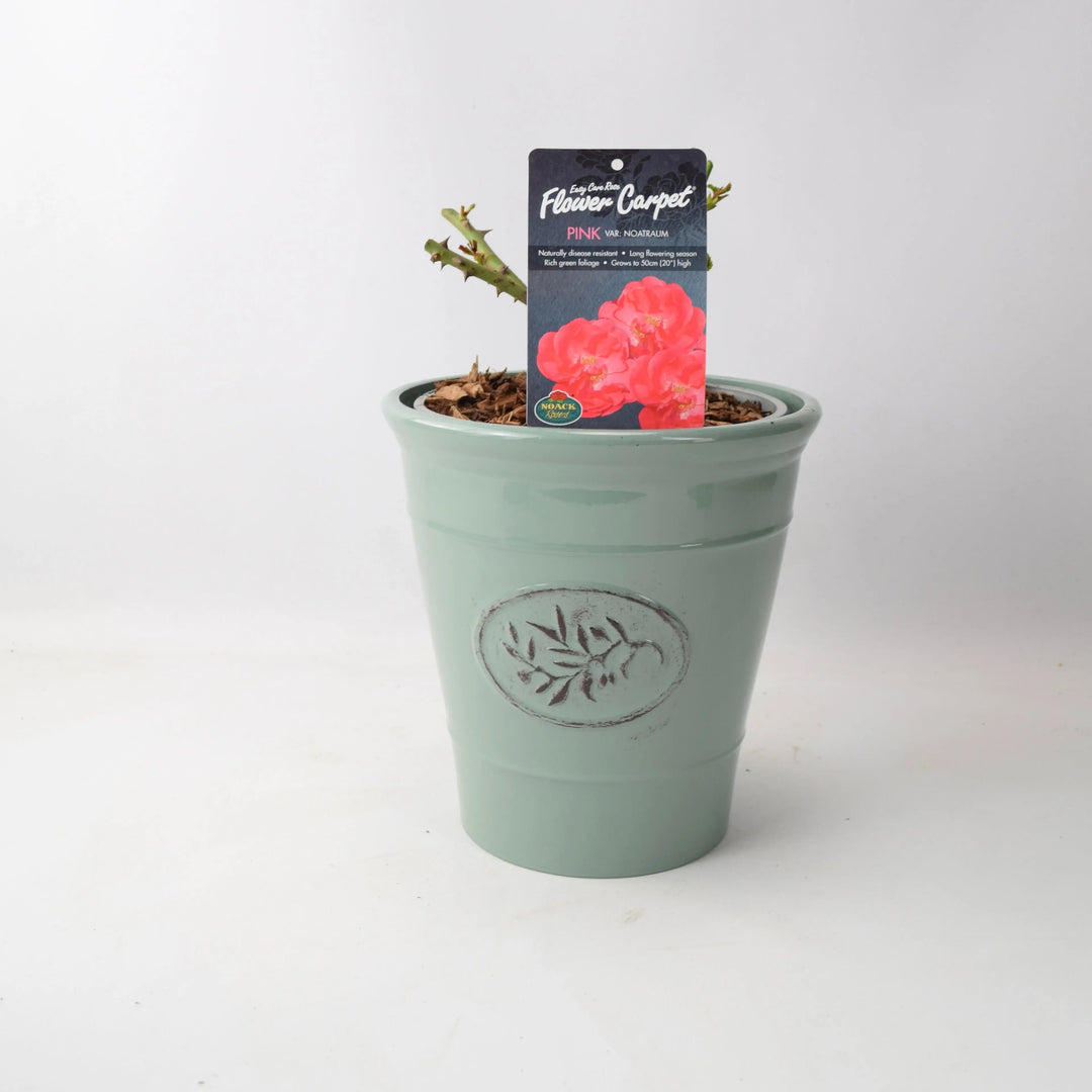 Rose Flower Carpet Pink 4L