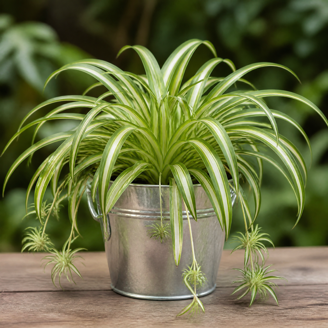 Chlorophytum Spider Plant 12cm - Air Purifying Plant Plants By Post