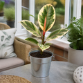 Ficus Tineke Rubber Plant 12cm Pot Plants By Post