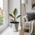 Ficus Tineke Rubber Plant 12cm Pot Plants By Post