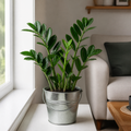 Zamioculcas Zamiifolia ZZ Plant 12cm Pot – Easy Care Indoor Houseplant Plants By Post