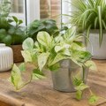Epipremnum Marble Queen Pothos 12cm Pot Plants By Post