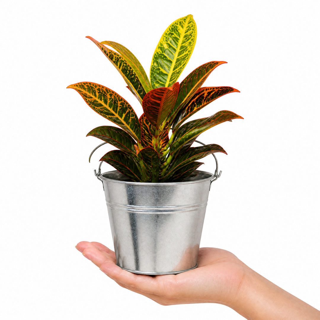 Croton Petra Josephs Coat 12cm Pot Plants By Post