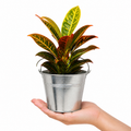 Croton Petra Josephs Coat 12cm Pot Plants By Post