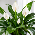 Peace Lily Plant 12cm - Air Purifying Houseplant Elegant Indoor Plant with White Flowers Plants By Post UK