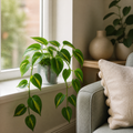 Philodendron Scandens Heartleaf Philodendron in 12cm Nursery Pot Plants By Post