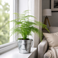 Asparagus Setaceus Lace Fern 12cm Pot Plants By Post
