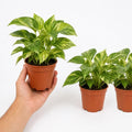 Epipremnum Marble Queen Pothos 12cm Pot Plants By Post