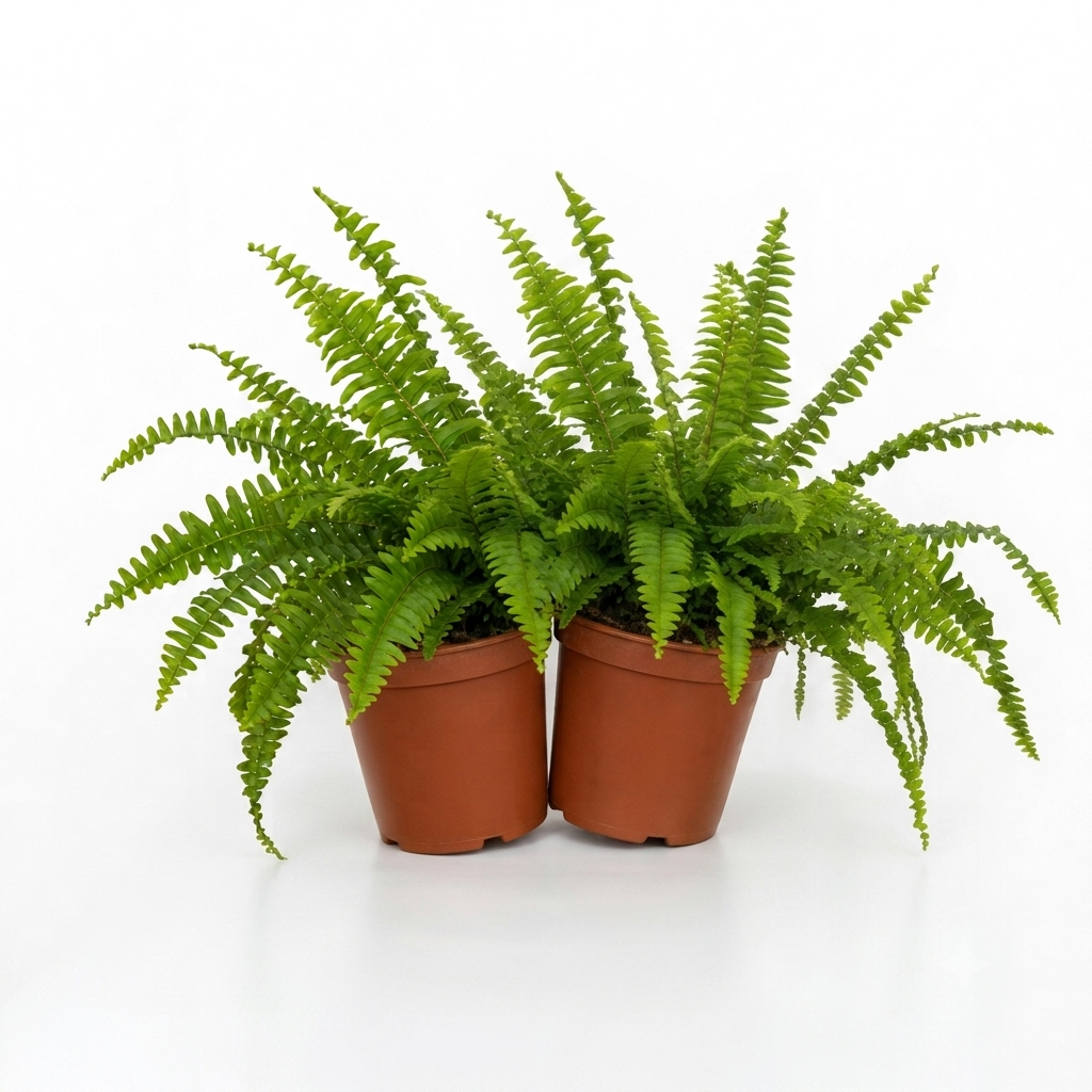 Boston Fern in White Ceramic Pot 12cm – Air-Purifying Gift for Plant Lovers