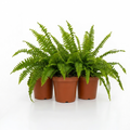 Boston Fern in White Ceramic Pot 12cm – Air-Purifying Gift for Plant Lovers