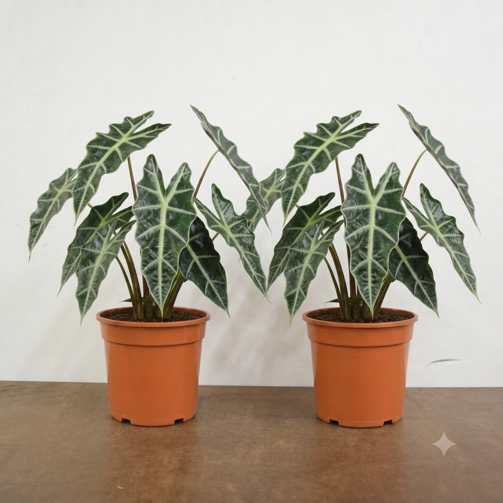 Alocasia Polly Elephant Ear 12cm Pot Plants By Post