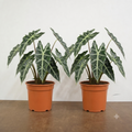 Alocasia Polly Elephant Ear 12cm Pot Plants By Post