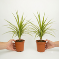 Dracaena Marginata Dragon Tree - 12cm Tropical Houseplant