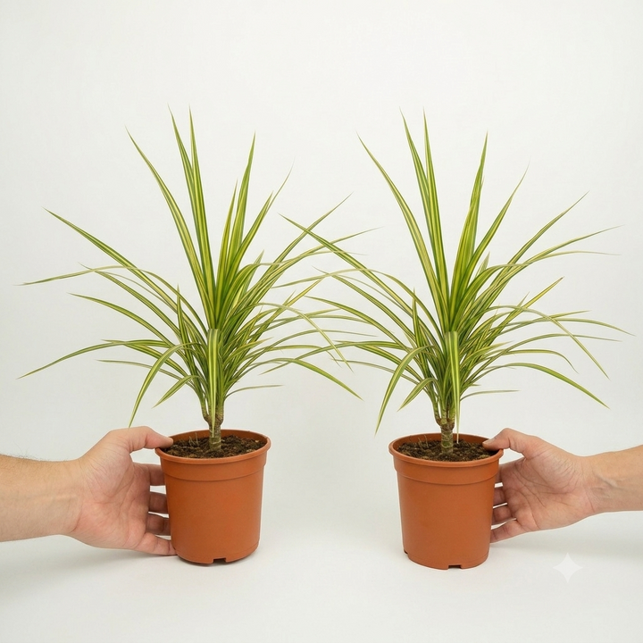 Dracaena Marginata Dragon Tree - 12cm Tropical Houseplant