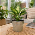 Dieffenbachia Compacta Dumb Cane 12cm Pot Plants By Post