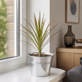 Dracaena Marginata Dragon Tree - 12cm Tropical Houseplant Generic