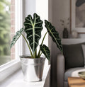 Alocasia Polly Elephant Ear 12cm Pot Plants By Post