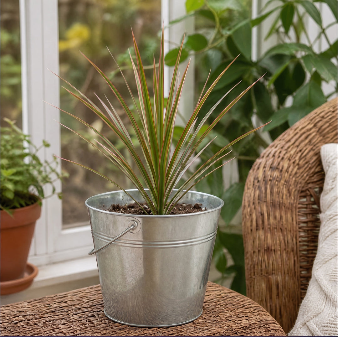 Dracaena Marginata Dragon Tree - 12cm Tropical Houseplant Generic