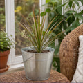 Dracaena Marginata Dragon Tree - 12cm Tropical Houseplant Generic