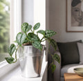 Scindapsus Pictus Trebie Pothos 12cm Pot Plants By Post