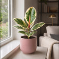 Ficus Tineke Rubber Plant 12cm Pot Plants By Post