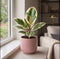 Matt Pink Ceramic Pot
