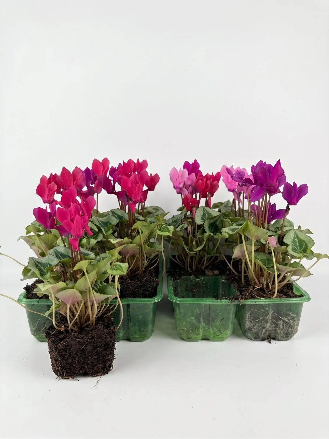 Cyclamen Mix Berrylicious 2 × 6 Pack – 12 Autumn Flowering Plants Plants By Post