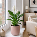 Peace Lily Plant 12cm - Air Purifying Houseplant Elegant Indoor Plant with White Flowers Plants By Post UK