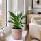 Matt Pink Ceramic Pot