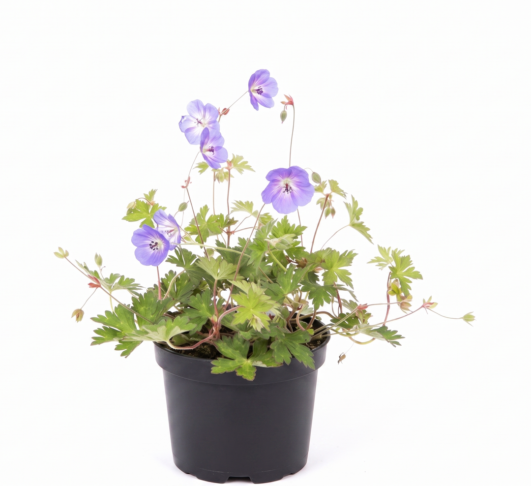 Geranium Rozanne Gerwat – 2L (17cm Pot) Award-Winning Blue Hardy Perennial Plants By Post