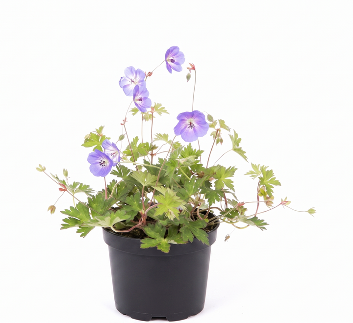 Geranium Rozanne Gerwat – 2L (17cm Pot) Award-Winning Blue Hardy Perennial Plants By Post