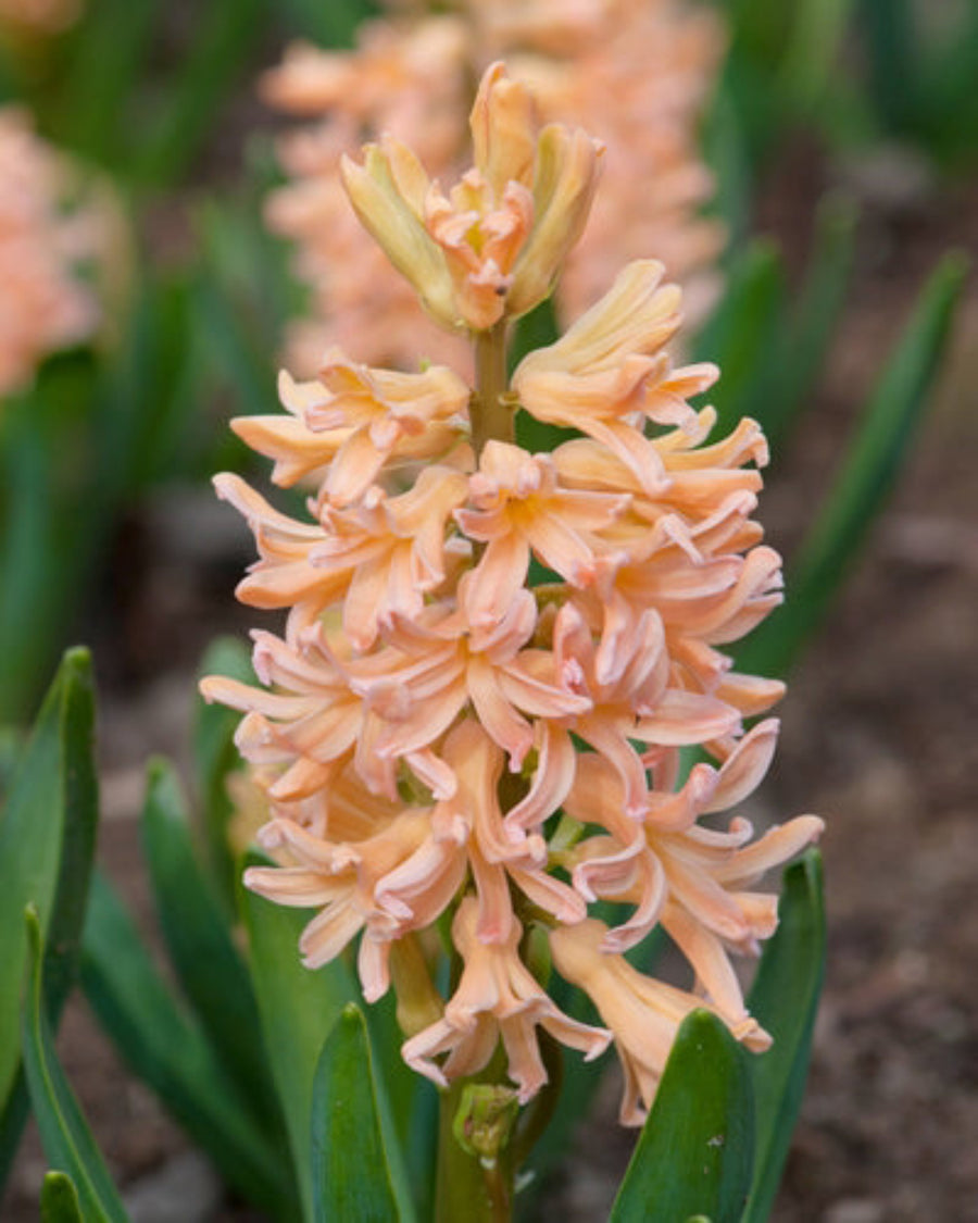 Hyacinth Gipsy Queen (10 Bulbs) The Rose Press Garden