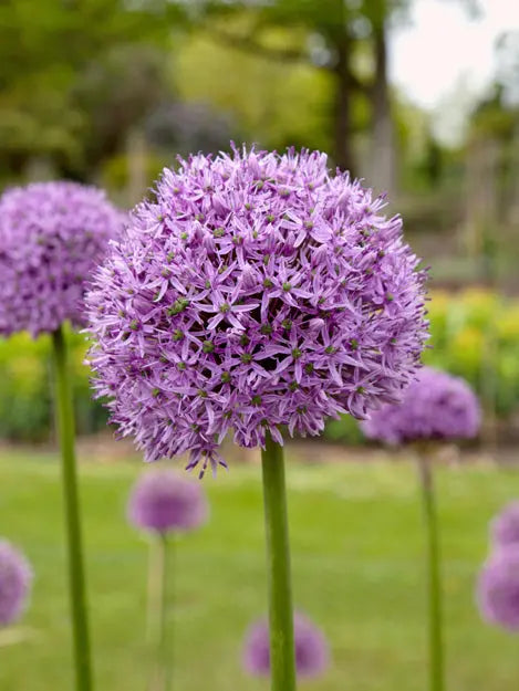 Allium Gladiator – Pack of 5 Giant Purple Ornamental Allium Bulbs