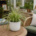 Chlorophytum Spider Plant 12cm - Air Purifying Plant Plants By Post