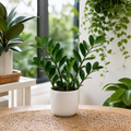 Zamioculcas Zamiifolia ZZ Plant 12cm Pot – Easy Care Indoor Houseplant Plants By Post