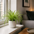 Chlorophytum Spider Plant 12cm - Air Purifying Plant Plants By Post