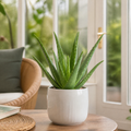 Aloe Vera Plant 12cm Pot for Indoors - Medicinal Houseplant Plants By Post
