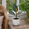 Glossy White Ceramic Pot