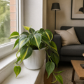 Philodendron Scandens Heartleaf Philodendron in 12cm Nursery Pot Plants By Post