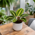 Maranta Lemon Lime Prayer Plant 12cm Pot – Variegated Indoor Houseplant The Rose Press Garden