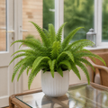 Nephrolepis Boston Fern in a Decorative Ceramic Pot Plants By Post UK