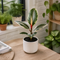 Glossy White Ceramic Pot