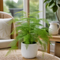 Glossy White Ceramic Pot