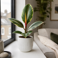 Ficus Belize Pink Rubber Plant 12cm Pot – Variegated Indoor Houseplant The Rose Press Garden