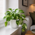 Epipremnum Aureum – Golden Pothos Devil’s Ivy Houseplant in 12cm Pot Plants By Post UK